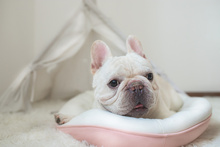 买狗被骗网上怎么解决